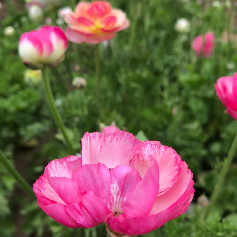 Meet your Posher, Sydney